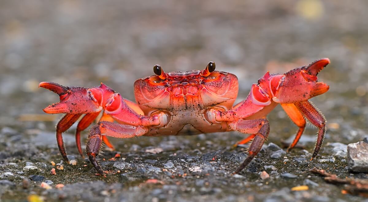 Migration des crabes rouges de l’île de Noël : à partir du 25 novembre !